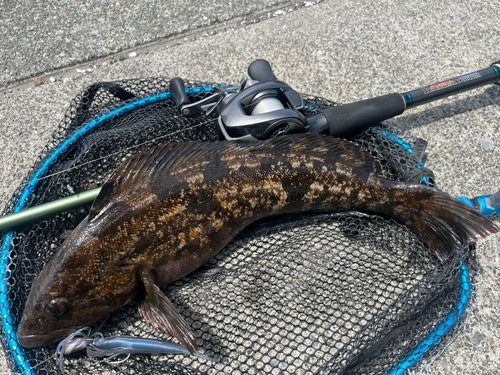 アイナメの釣果
