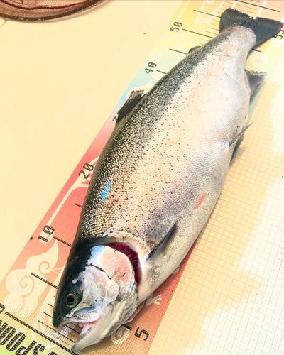 スチールヘッドの釣果