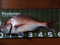 マダイの釣果