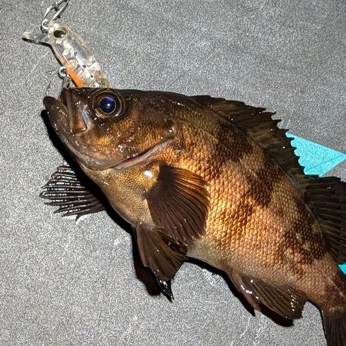 メバルの釣果