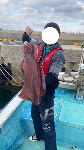 アオリイカの釣果