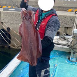 アオリイカ