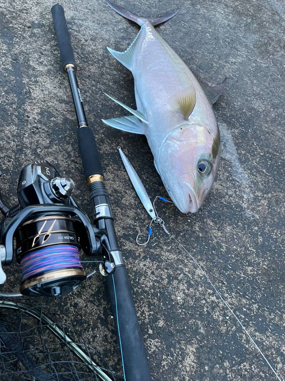 ヒレナガカンパチ