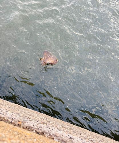 アカエイの釣果