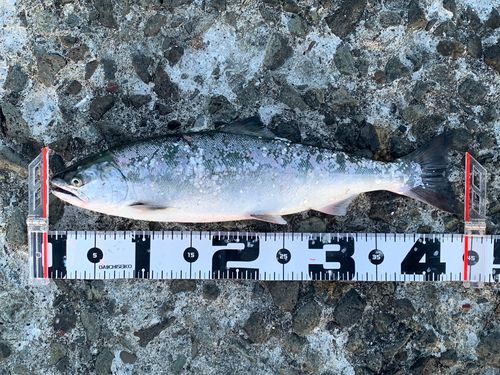 サクラマスの釣果