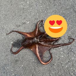 マダコ