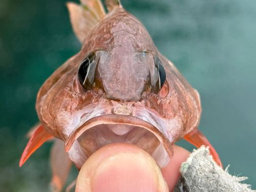 カスリイシモチの釣果