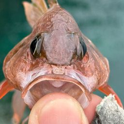 カスリイシモチ