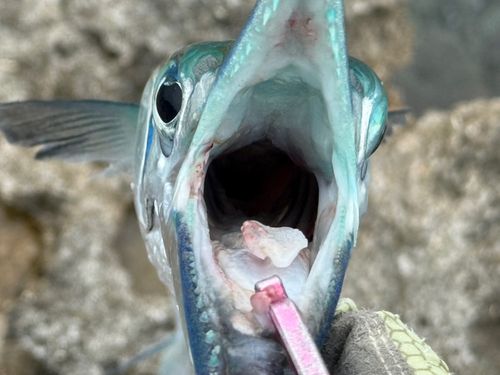 オキザヨリの釣果