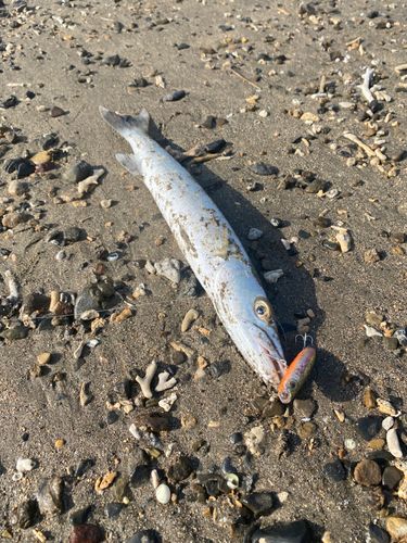 カマスの釣果