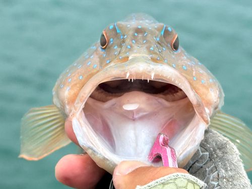 スジアラの釣果