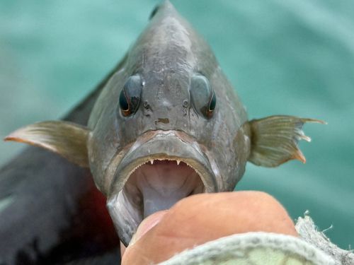 ガンテンメギスの釣果