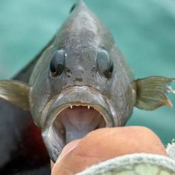 ガンテンメギス