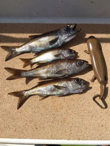 クロムツの釣果