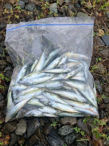 サバの釣果