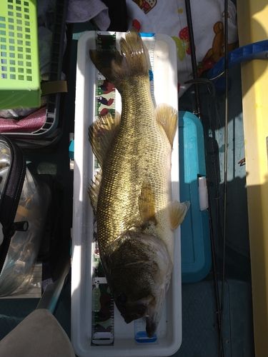 ラージマウスバスの釣果