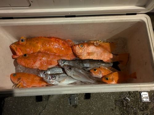 オオメハタの釣果