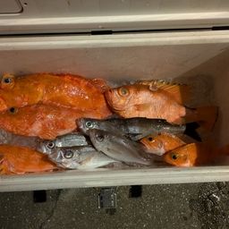 オオメハタ
