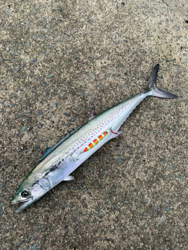 サゴシの釣果