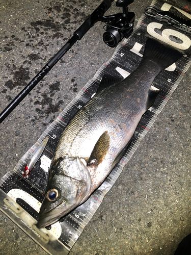 ヒラスズキの釣果