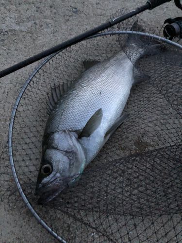 ヒラスズキの釣果