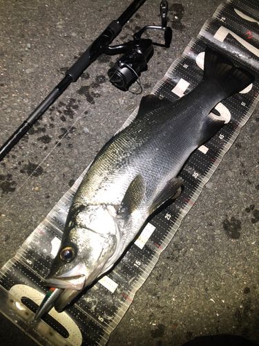 ヒラスズキの釣果