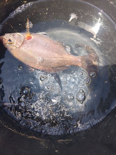 釣果