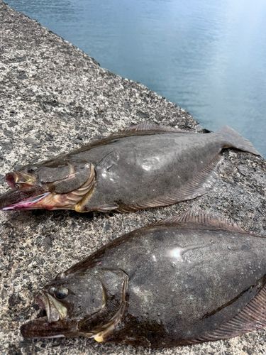 ヒラメの釣果