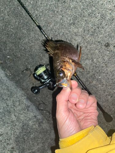 メバルの釣果