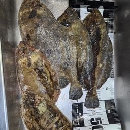 カレイ