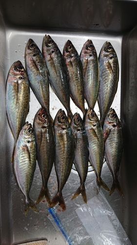 アジの釣果