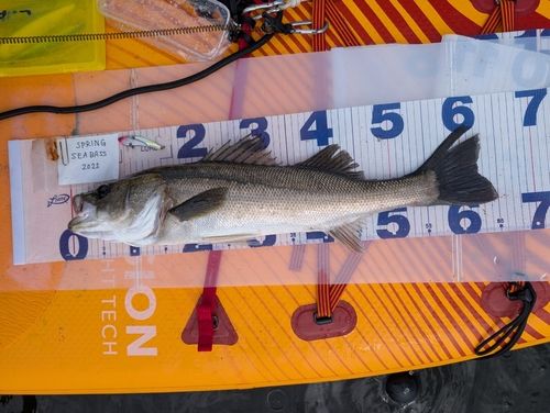 シーバスの釣果