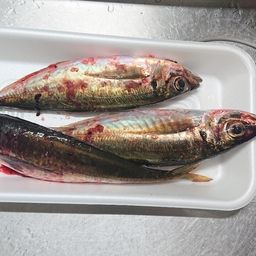 アジ