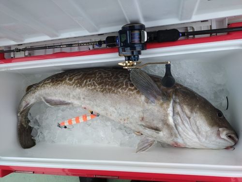 マダラの釣果