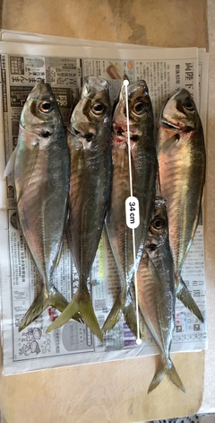 アジの釣果