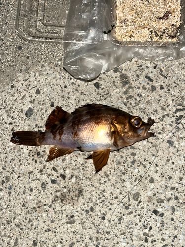 メバルの釣果