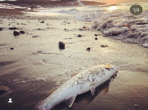 アメマスの釣果