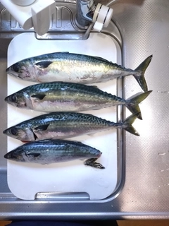 サバの釣果
