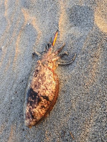 コウイカの釣果