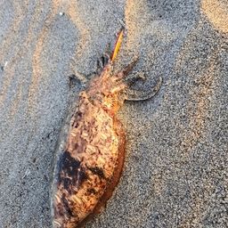 コウイカ
