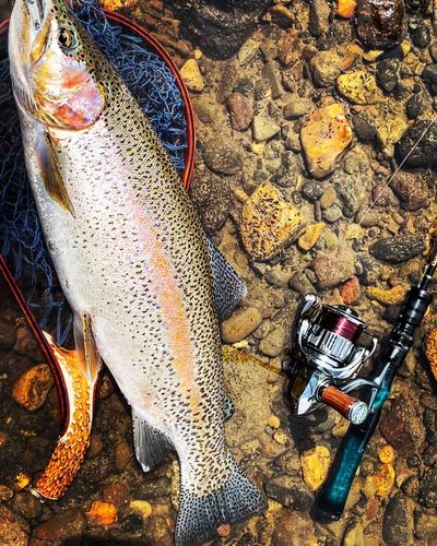 ニジマスの釣果