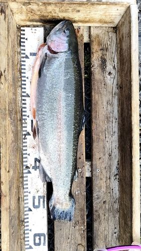 ニジマスの釣果