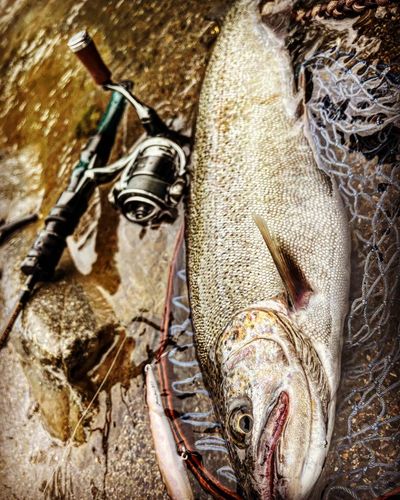 ニジマスの釣果