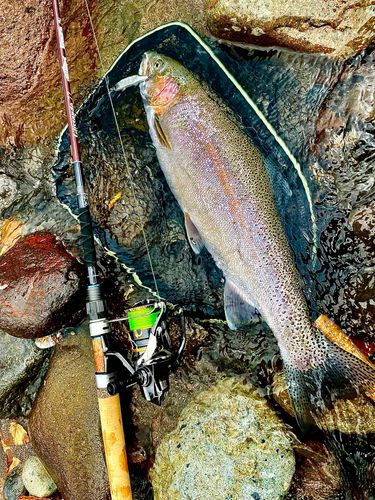 ニジマスの釣果