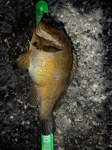 メバルの釣果