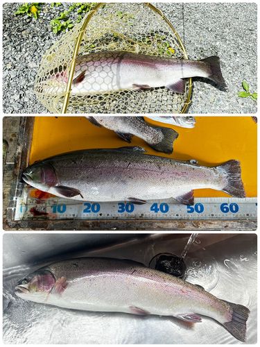 ニジマスの釣果