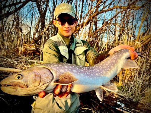 アメマスの釣果