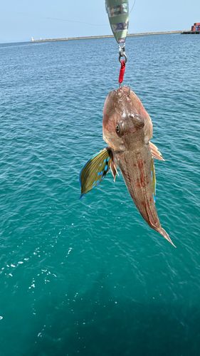 ホウボウの釣果