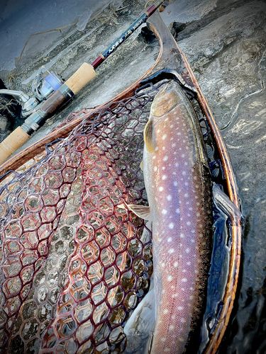 アメマスの釣果