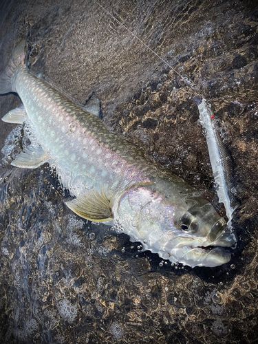 アメマスの釣果